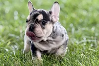 Abby, a female French Bulldog for sale in Sturgis, MI – 7 of 9