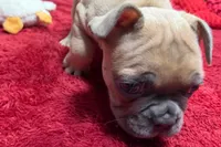 Yack, a  French Bulldog for sale in Sturgis, MI – 5 of 6