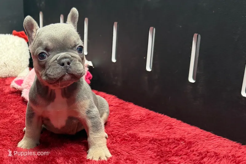 Willow – French Bulldog puppy for sale in Sturgis, MI