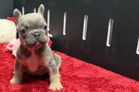 Willow, a female French Bulldog for sale in Sturgis, MI – 1 of 10