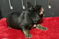 Yarma , a female French Bulldog for sale in Sturgis, MI – 7 of 8