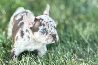 Alvin, a male French Bulldog for sale in Sturgis, MI – 4 of 9