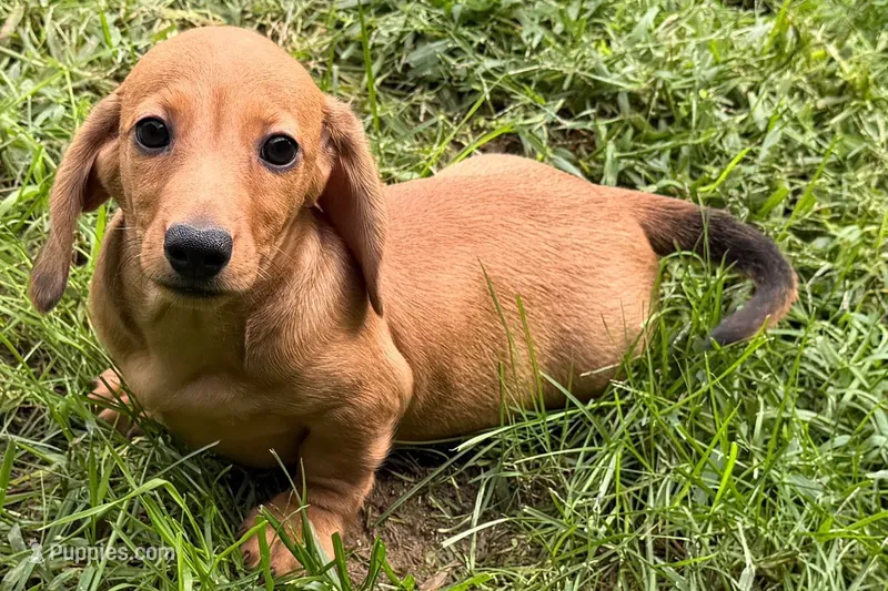 Mavey – Dachshund puppy for sale in Sturgis, MI