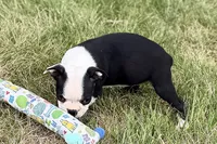 Nyla, a female Boston Terrier for sale in Sturgis, MI – 6 of 10