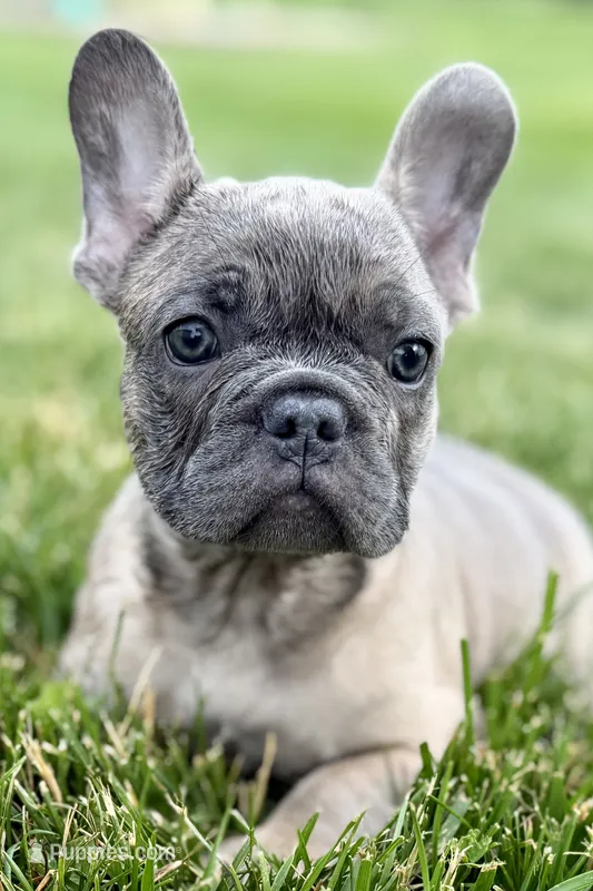 Elvis – French Bulldog puppy for sale in Sturgis, MI