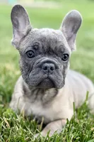 Elvis, a male French Bulldog for sale in Sturgis, MI – 1 of 9