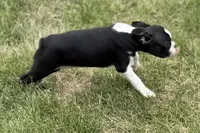 Lexi, a female Boston Terrier for sale in Sturgis, MI – 7 of 8