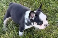Cecil, a male French Bulldog for sale in Sturgis, MI – 6 of 9
