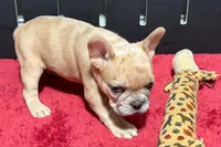 Lacy, a female French Bulldog for sale in Sturgis, MI – 7 of 10