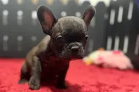 Dawn, a female French Bulldog for sale in Sturgis, MI – 9 of 9