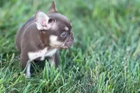 Akeem, a male French Bulldog for sale in Sturgis, MI – 10 of 10