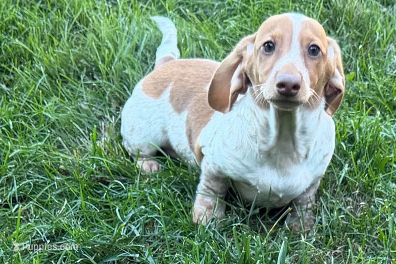 Master – Dachshund puppy for sale in Sturgis, MI