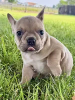 Flutter, a female French Bulldog for sale in Sturgis, MI – 10 of 10