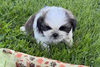 Guy, a male Shih Tzu for sale in Sturgis, MI – 8 of 10