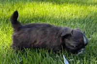 Gina, a female Shih Tzu for sale in Sturgis, MI – 4 of 10