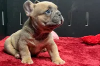 Wyman, a male French Bulldog for sale in Sturgis, MI – 3 of 10