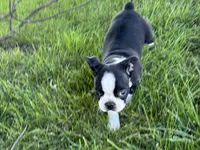 Davy, a male Boston Terrier for sale in Sturgis, MI – 5 of 6
