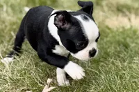 Noble, a female Boston Terrier for sale in Sturgis, MI – 6 of 9