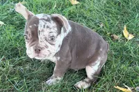 Albert, a  French Bulldog for sale in Sturgis, MI – 5 of 10