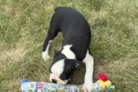 Libby, a female Boston Terrier for sale in Sturgis, MI – 7 of 10