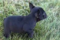 Alice , a female French Bulldog for sale in Sturgis, MI – 5 of 10