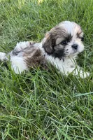 Iris, a female Shih Tzu for sale in Sturgis, MI – 6 of 6