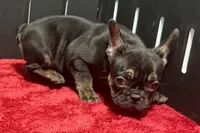 Yarma , a female French Bulldog for sale in Sturgis, MI – 2 of 10