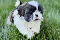 Vada, a female Shih Tzu for sale in Sturgis, MI – 9 of 10