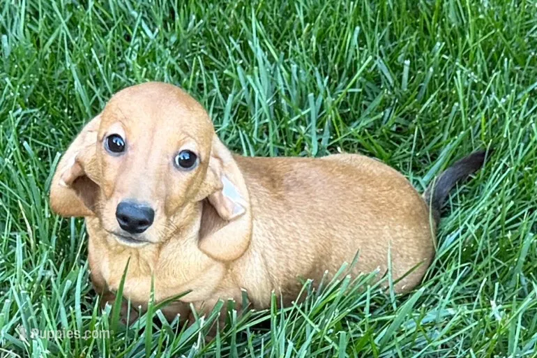 Mavey – Dachshund puppy for sale in Sturgis, MI