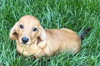 Mavey, a female Dachshund for sale in Sturgis, MI – 1 of 10