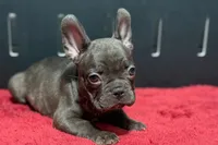 Donna , a female French Bulldog for sale in Sturgis, MI – 5 of 10
