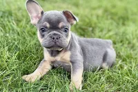 Zola, a female French Bulldog for sale in Sturgis, MI – 5 of 10