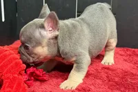 Willow, a female French Bulldog for sale in Sturgis, MI – 7 of 10