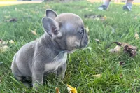 Nina, a female French Bulldog for sale in Sturgis, MI – 4 of 8