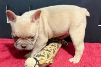 Leo, a male French Bulldog for sale in Sturgis, MI – 6 of 9