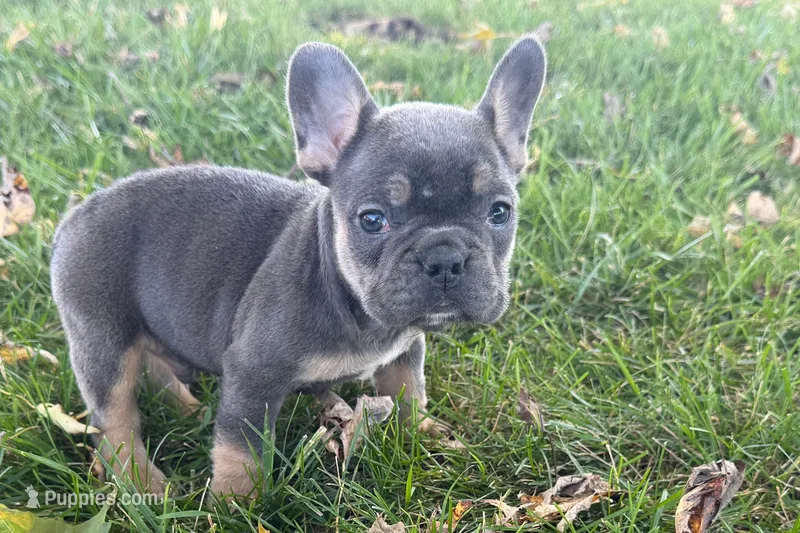Noah – French Bulldog puppy for sale in Sturgis, MI