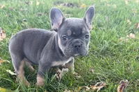 Noah, a male French Bulldog for sale in Sturgis, MI – 1 of 10