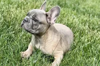 Elvis, a male French Bulldog for sale in Sturgis, MI – 7 of 10