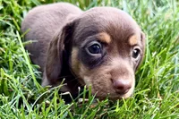 Wiggles , a female Dachshund for sale in Sturgis, MI – 3 of 7