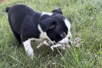 Davy, a male Boston Terrier for sale in Sturgis, MI – 6 of 6