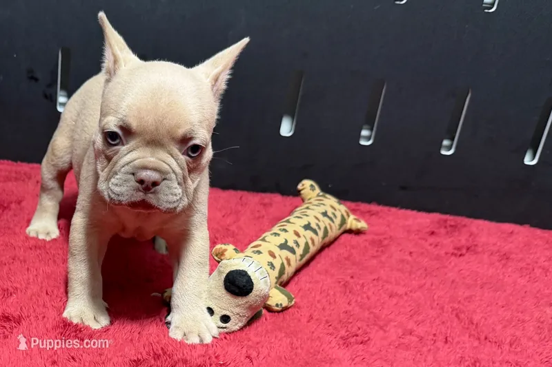 Leo – French Bulldog puppy for sale in Sturgis, MI