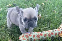 Nelly, a female French Bulldog for sale in Sturgis, MI – 9 of 10