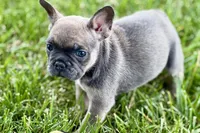 Star, a female French Bulldog for sale in Sturgis, MI – 9 of 10