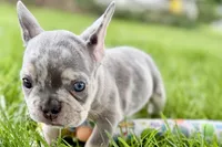Tucker, a male French Bulldog for sale in Sturgis, MI – 5 of 10