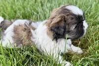 Violet, a female Shih Tzu for sale in Sturgis, MI – 4 of 10