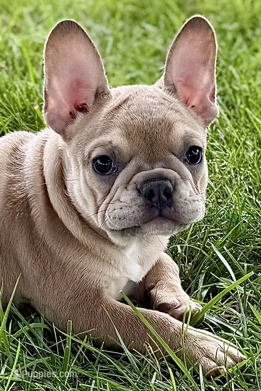 Flutter – French Bulldog puppy for sale in Sturgis, MI