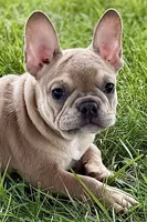 Flutter, a female French Bulldog for sale in Sturgis, MI – 1 of 10