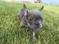 Emmy, a female French Bulldog for sale in Sturgis, MI – 7 of 8