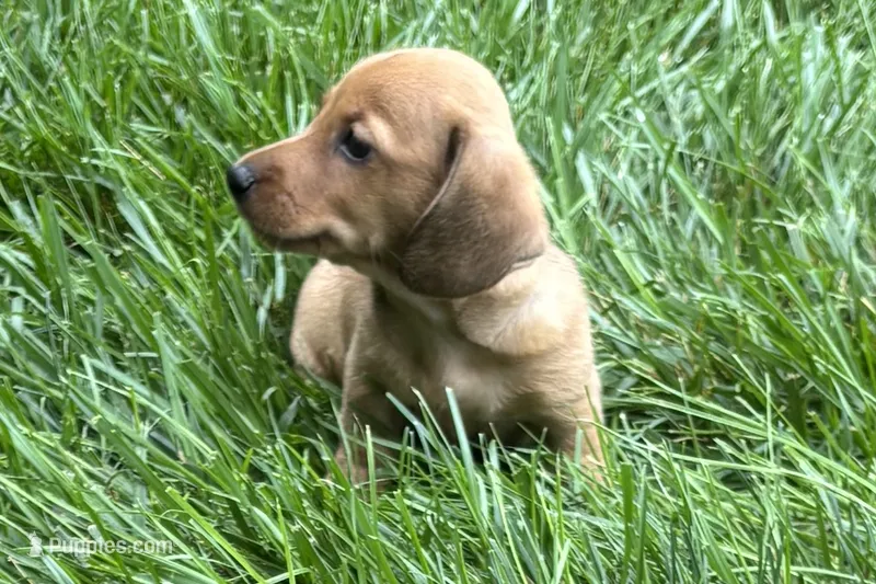 Mavey – Dachshund puppy for sale in Sturgis, MI