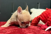 Walter, a male French Bulldog for sale in Sturgis, MI – 3 of 9